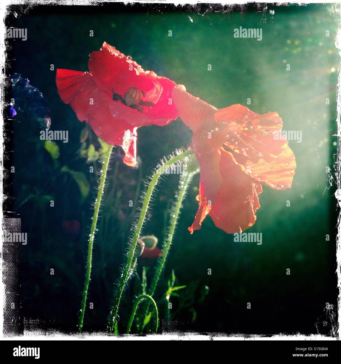 Mohn Blumen im Sonnenschein Stockfoto