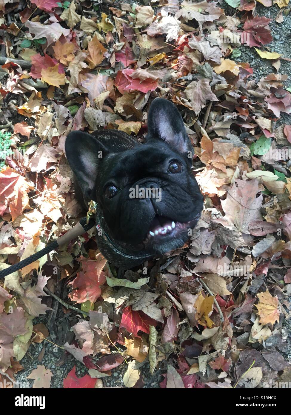 Frenchie im Herbst Stockfoto