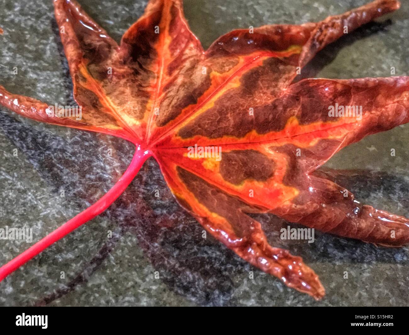 Herbst Blatt - Smartphone-aufgenommenes Stockfoto