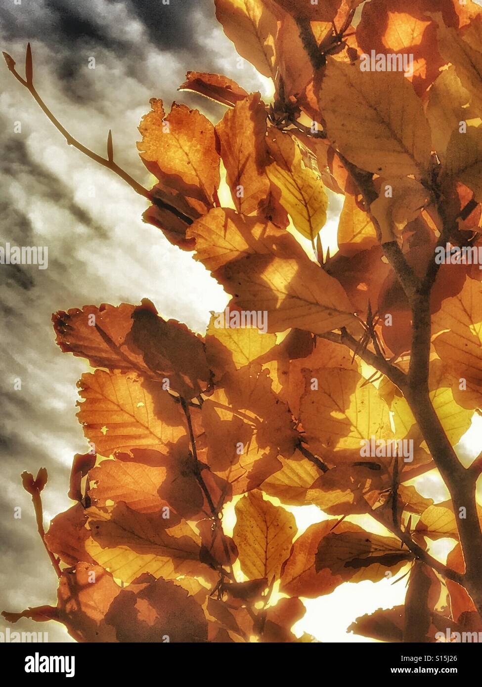 Muster in der Natur - Blätter Golden Braun Buche im Herbst Stockfoto