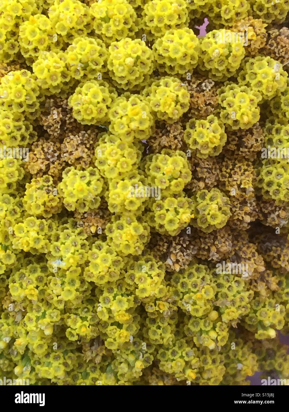 Gelbe Blume Headstiny Blumen Stockfoto