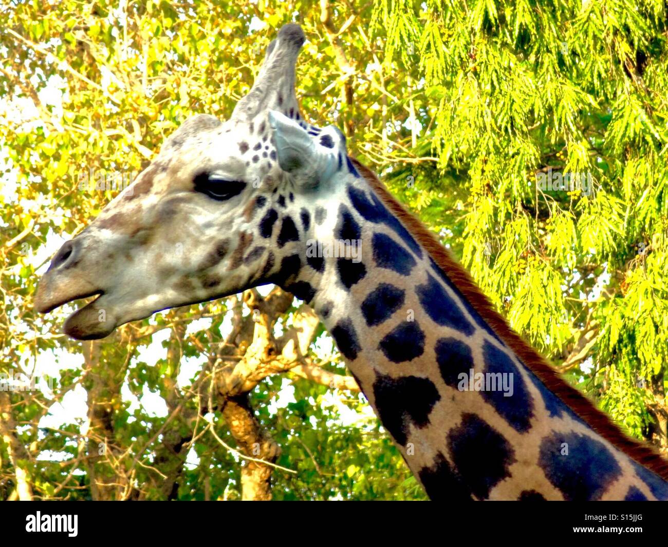 Giraffe Kopf und Hals Stockfoto