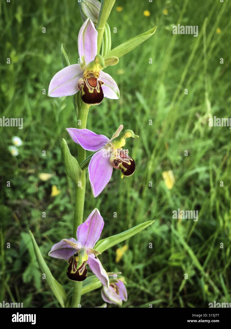 Biene-Orchidee - Smartphone-aufgenommenes Stockfoto