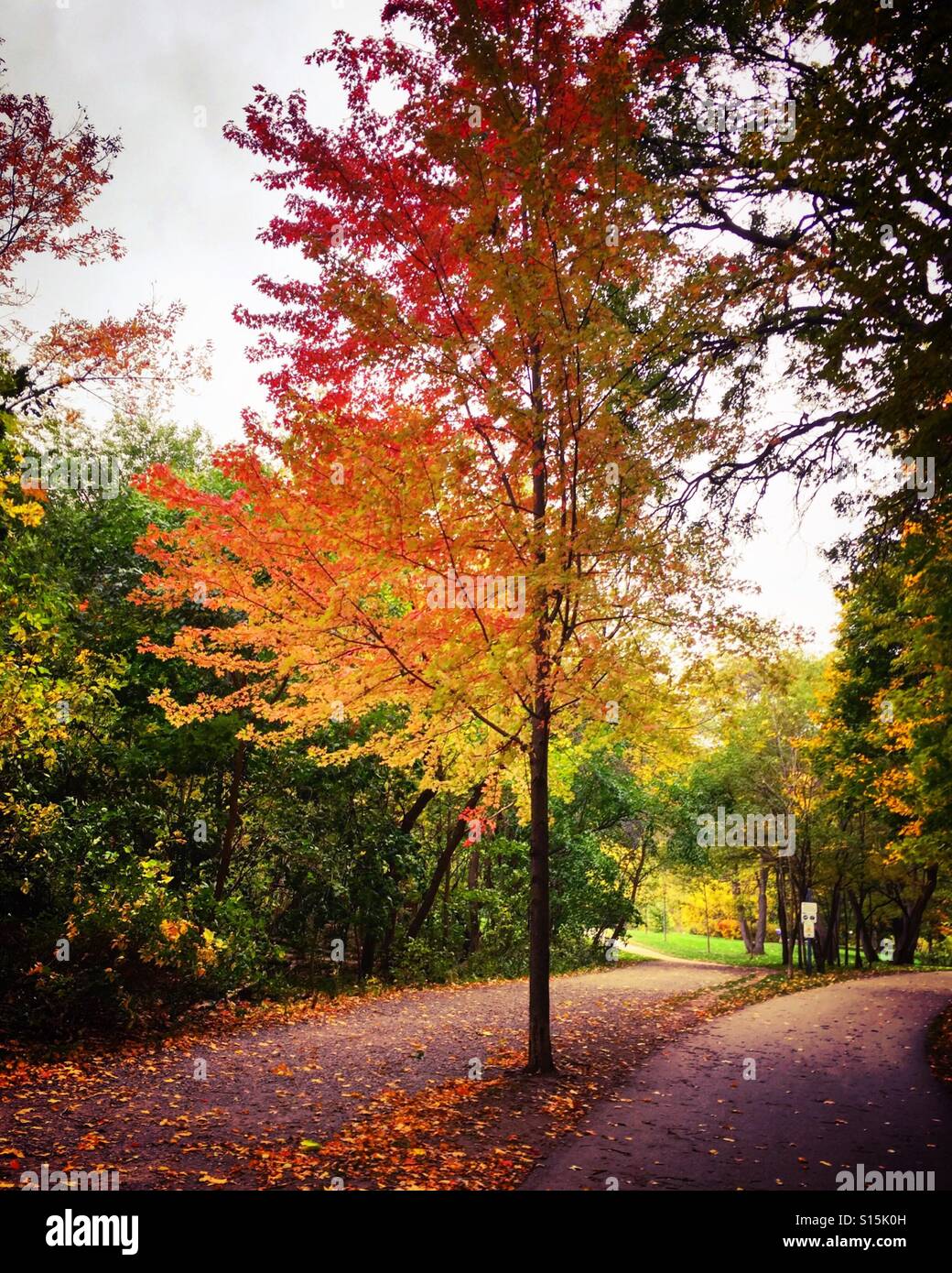 Herbstzeit im park Stockfoto