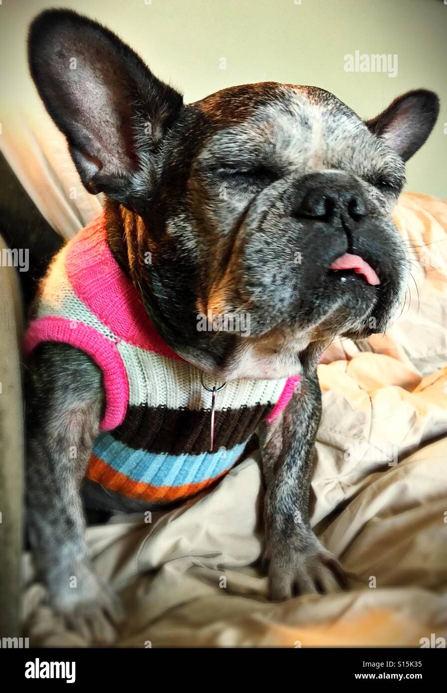 Hund Schläft Mit Der Zunge Raus Stockfotos und bilder Kaufen Alamy