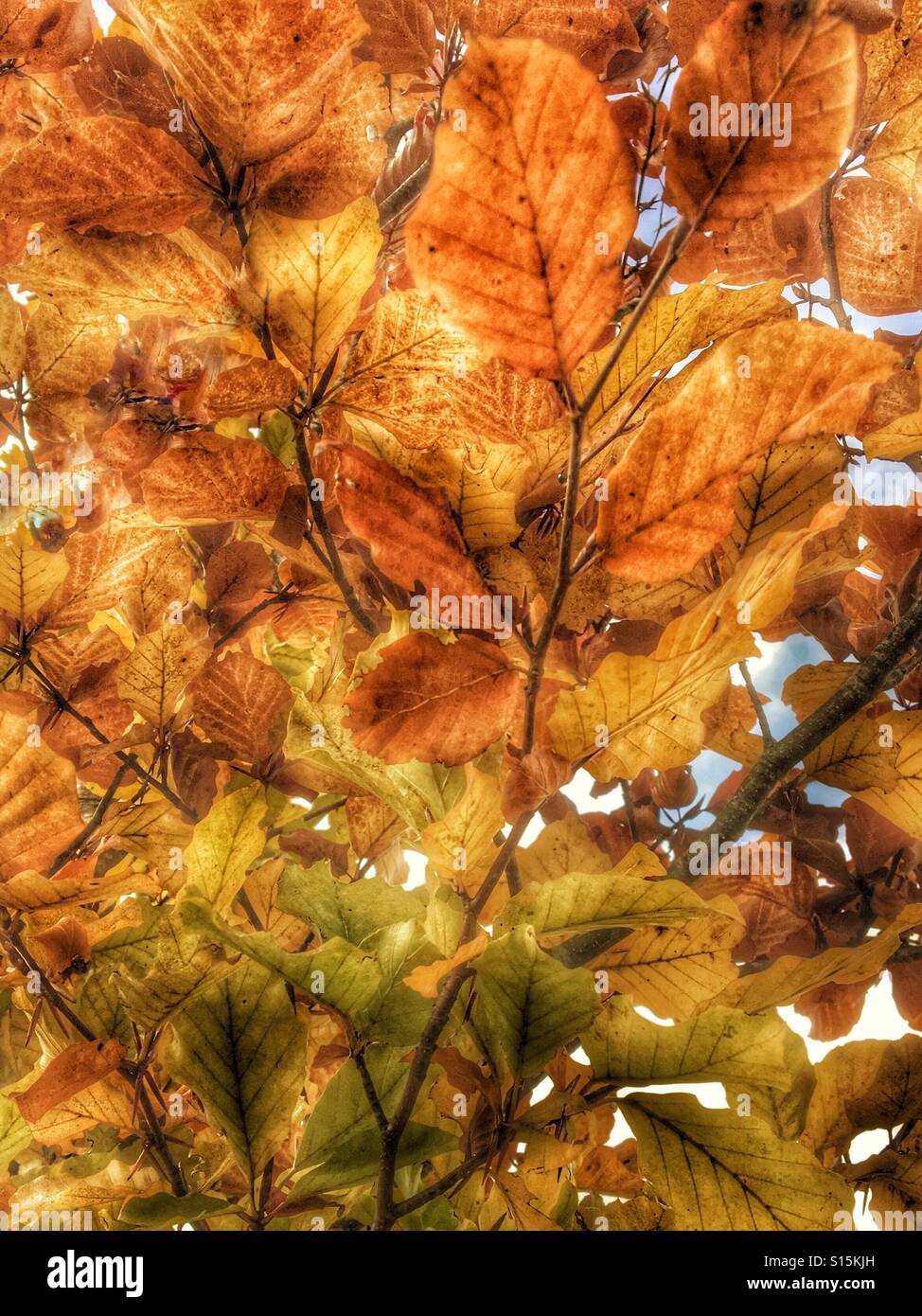 Muster in der Natur - Blätter Buche im Herbst. Golden, braun und grün. - Smartphone-aufgenommenes Stockfoto