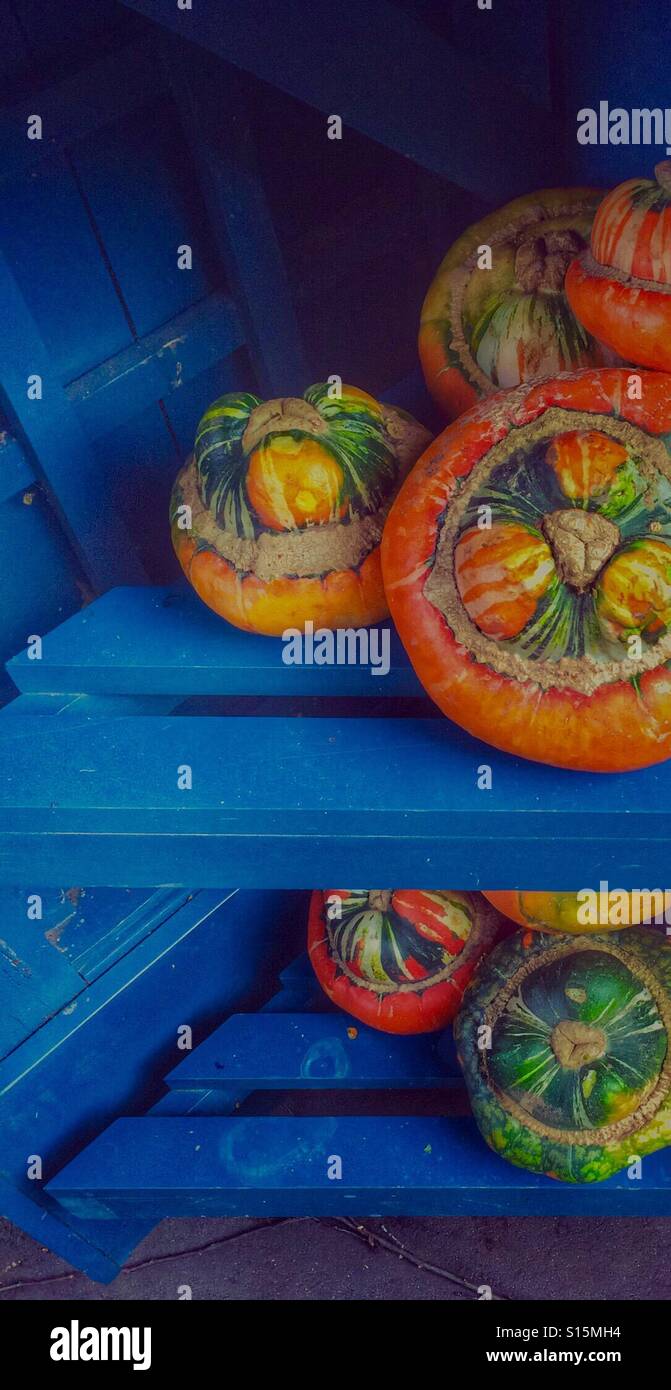 Türken-Turban-squash Stockfoto
