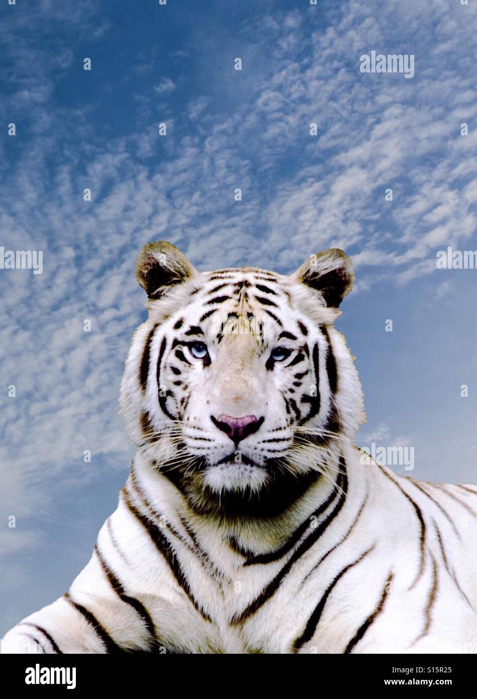 Weisse Tiger Blaue Augen Stockfotos Und Bilder Kaufen Alamy