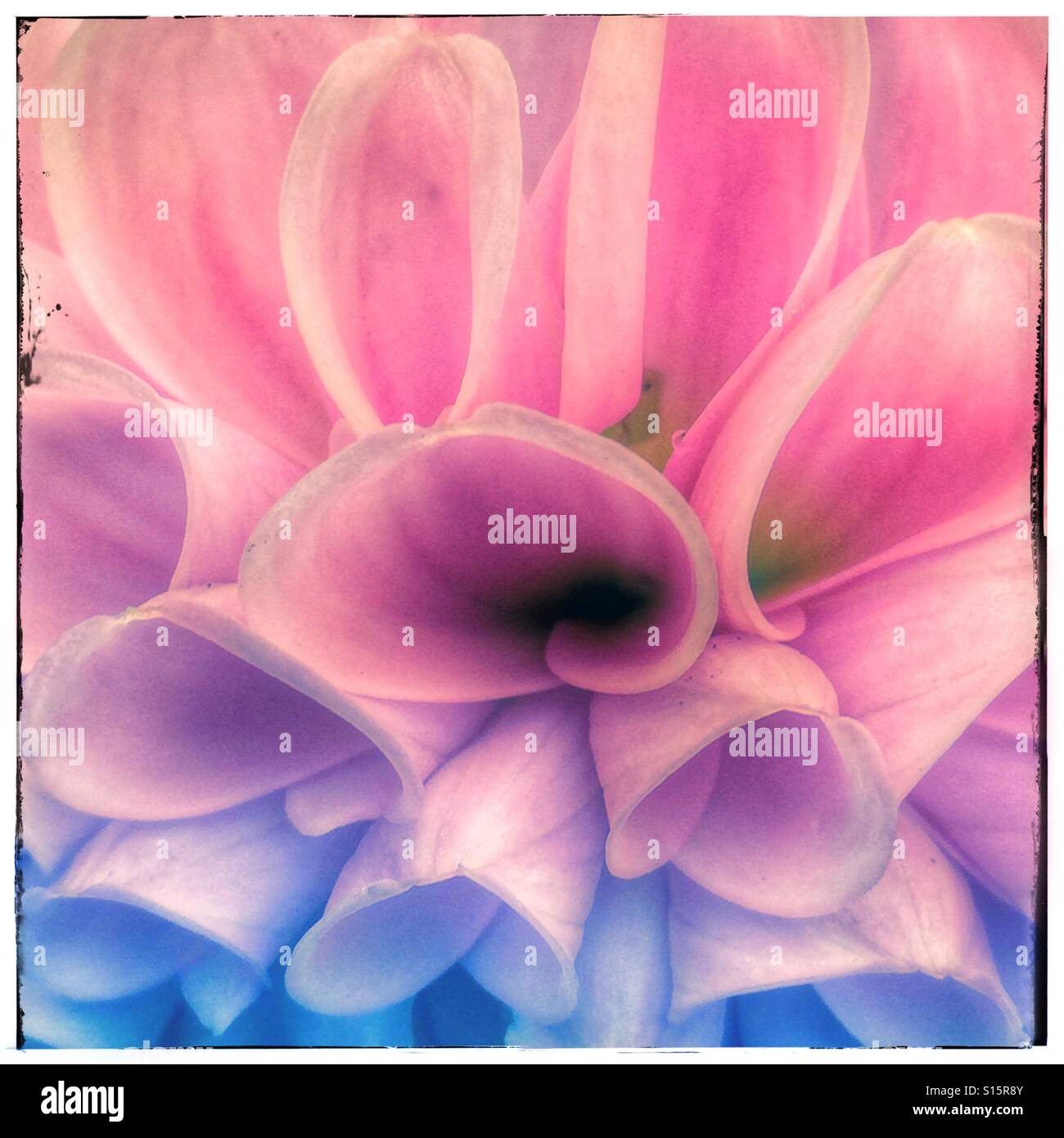 Nahaufnahme einer rosa Blume Dahlie Stockfoto