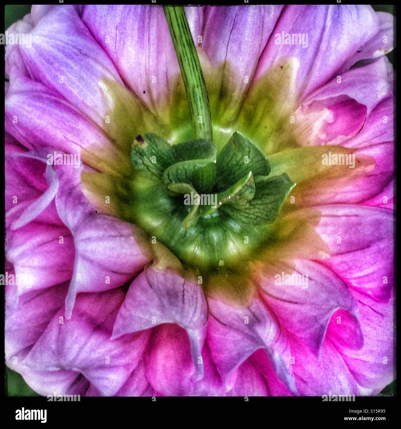 Unterseite einer rosa Blume Dahlie Stockfoto