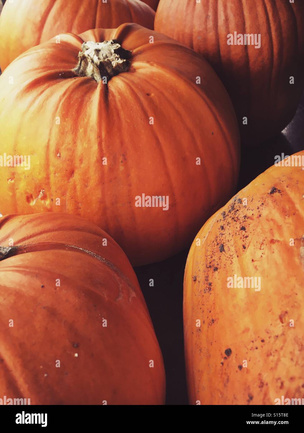Kürbisse für Halloween im Oktober bereit Stockfoto