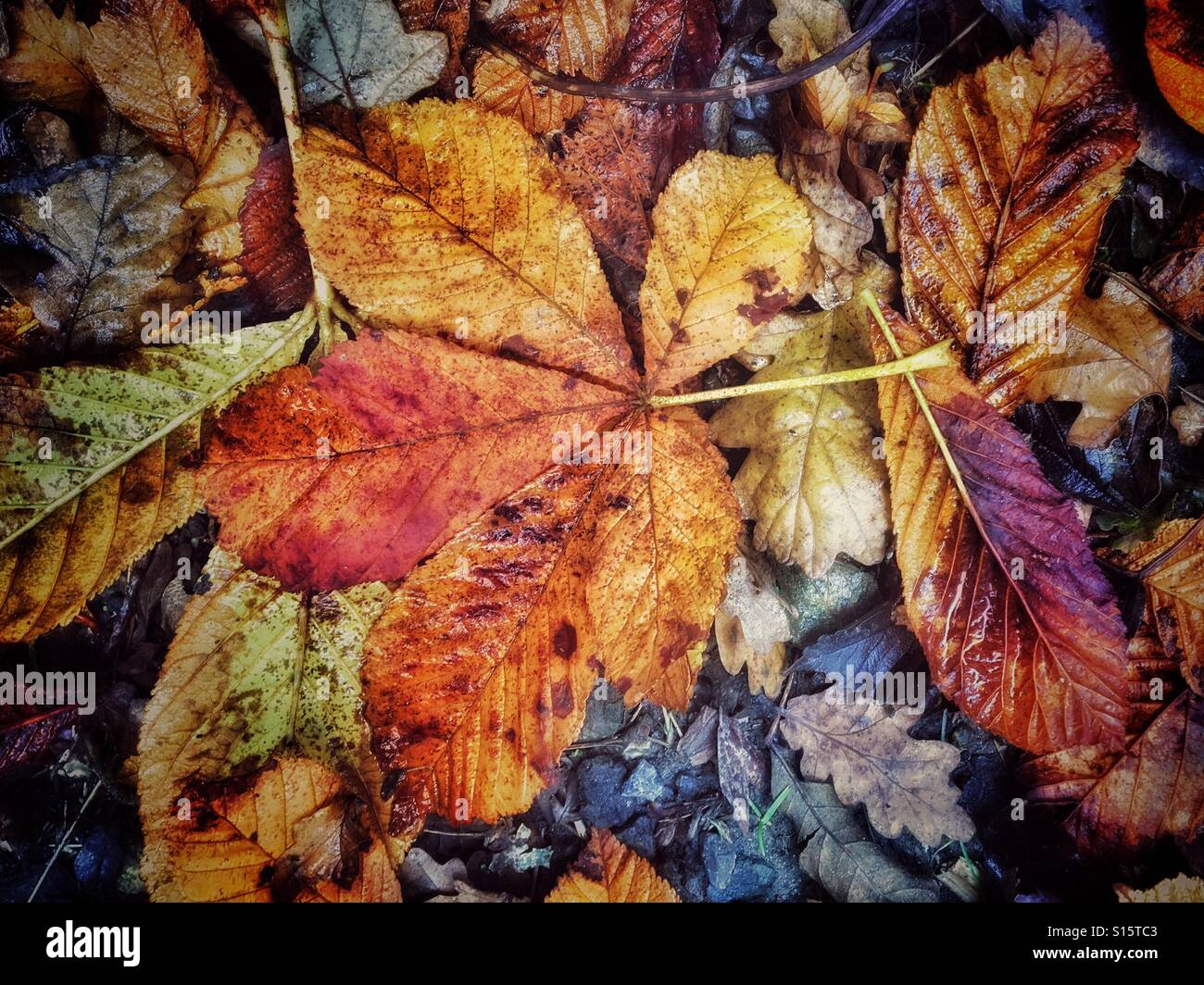 Muster in der Natur - Rosskastanie, Conker, Baum Blätter fallen im Herbst. - Smartphone-aufgenommenes Stockfoto