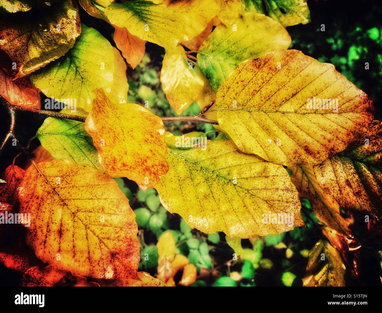 Muster in Buche Natur - goldene Blätter im Herbst - Smartphone-aufgenommenes Stockfoto