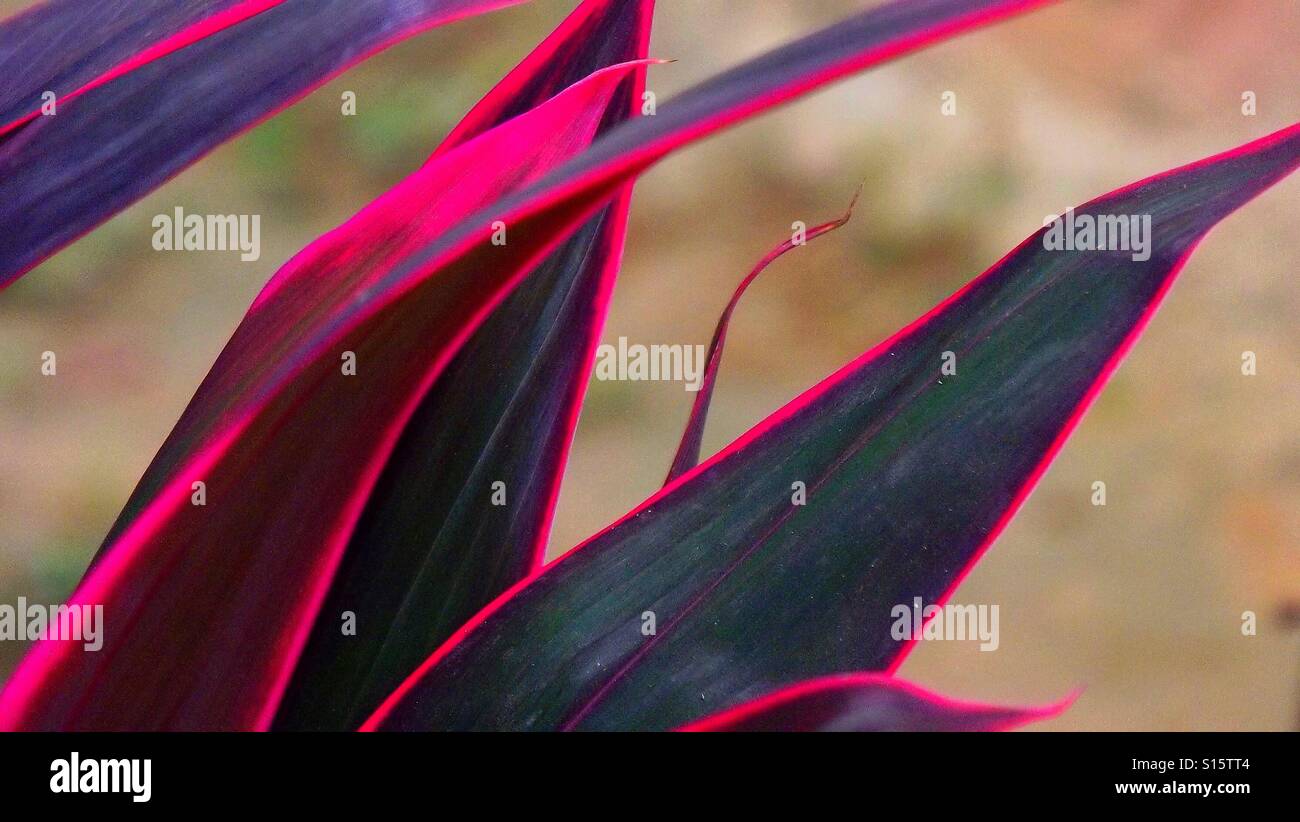 Fuchsia Blätter Ti Tropenpflanze. Stockfoto