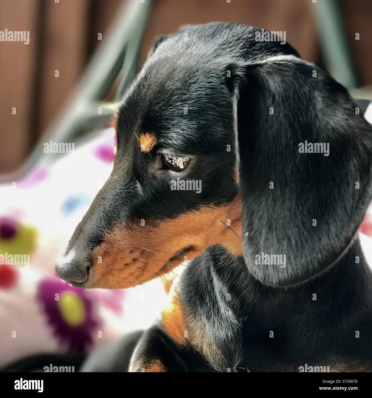 Dackel-Porträt - Smartphone-aufgenommenes Stockfoto