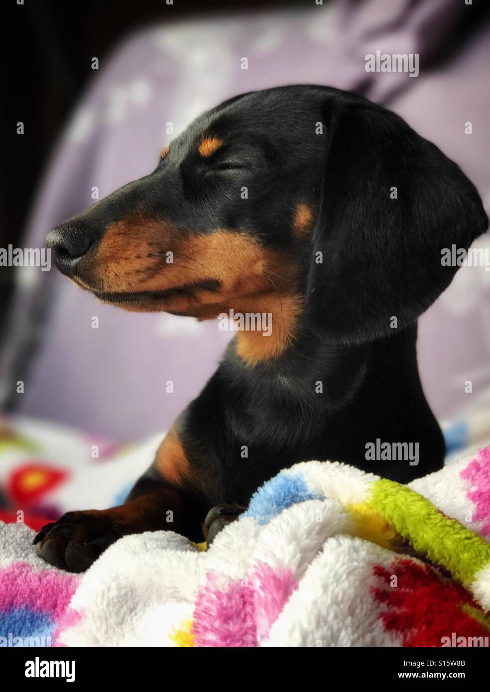 Verschlafene Dackel! - Smartphone-aufgenommenes Stockfoto