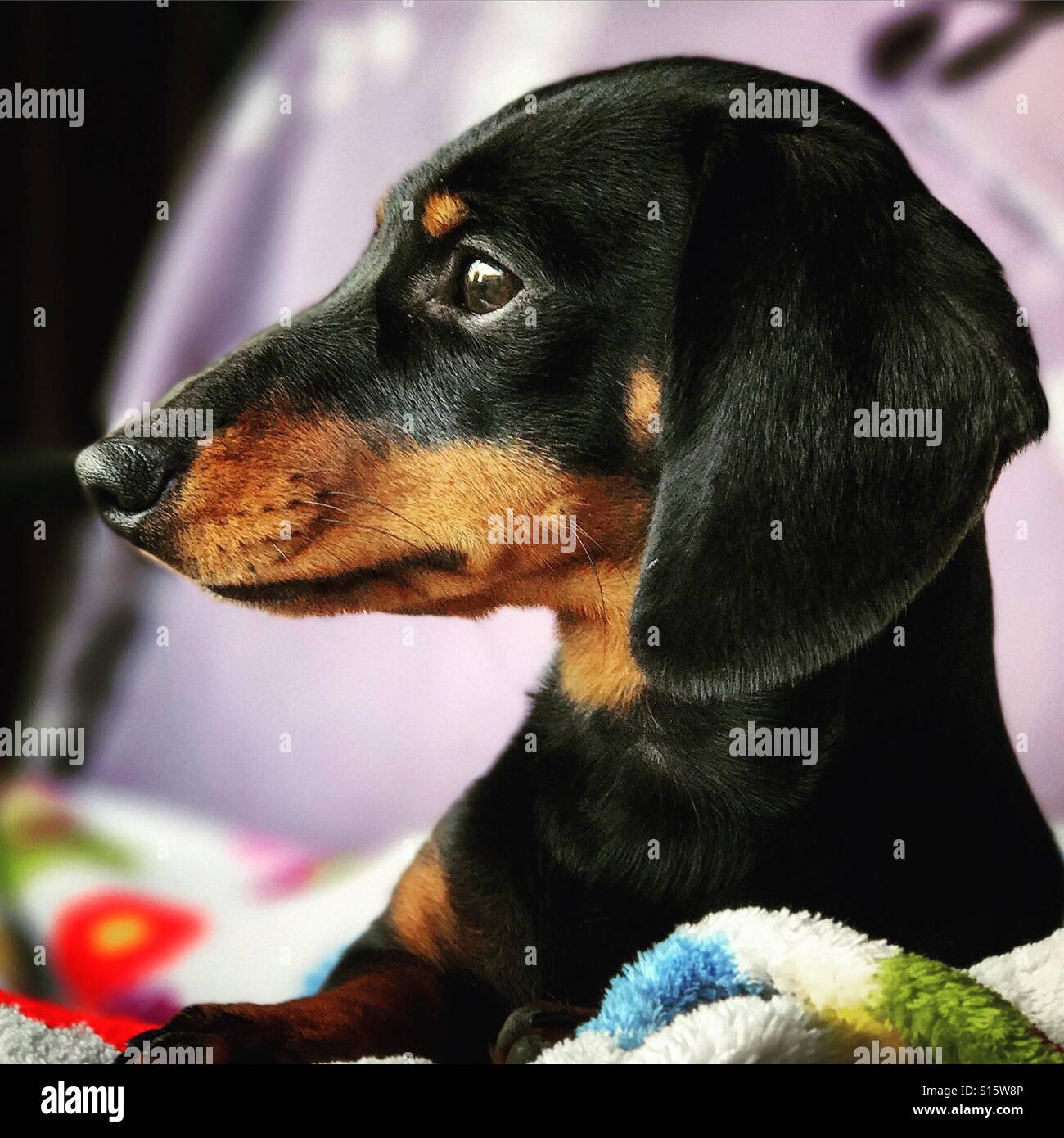 Dackel draußen auf einer Decke. - Smartphone-aufgenommenes Stockfoto