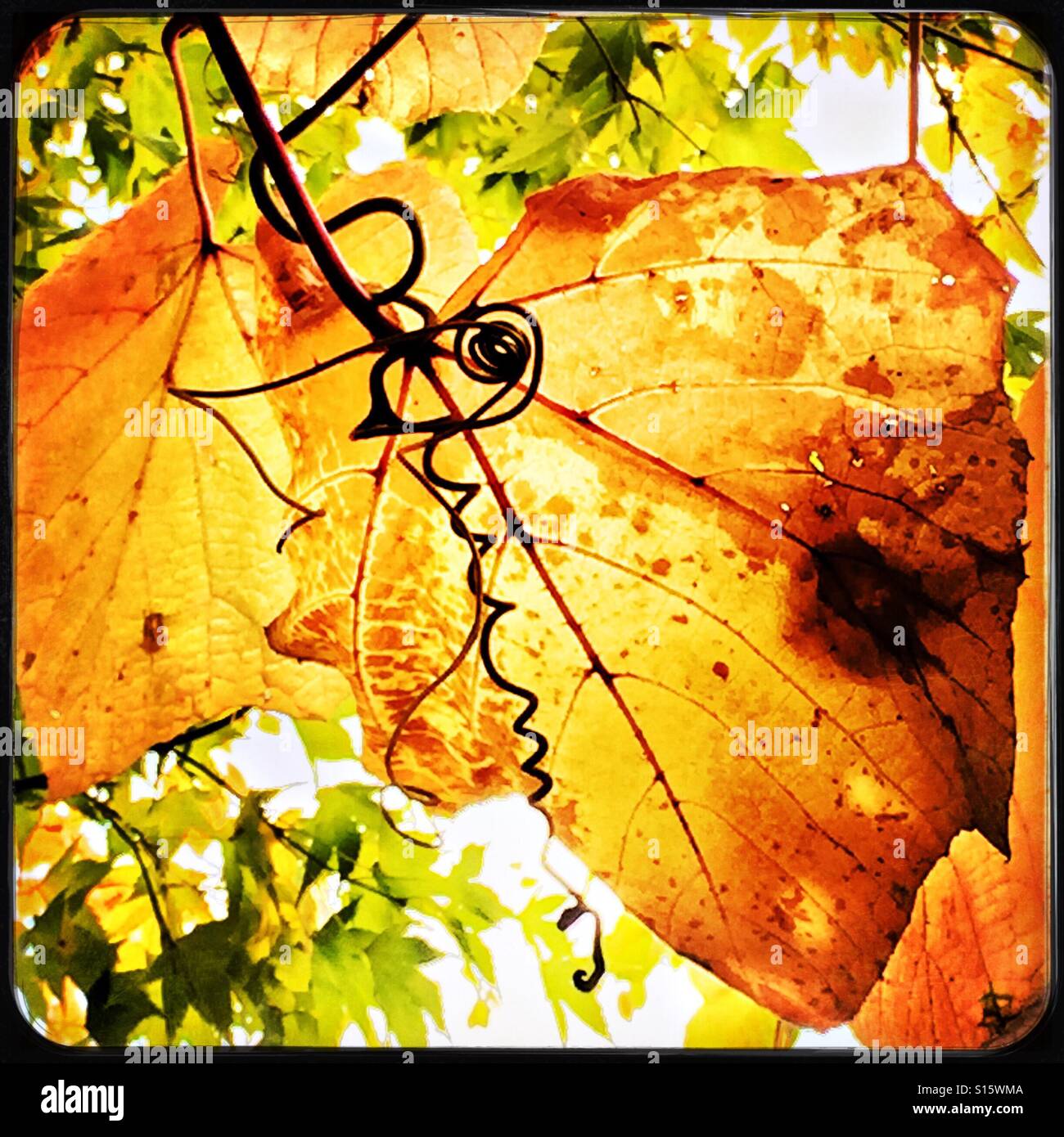 Sonnenlicht scheint durch goldene Traube Altern Blätter an einem schönen Herbsttag geben den coiling Ranken eine traumhafte Kulisse. Stockfoto