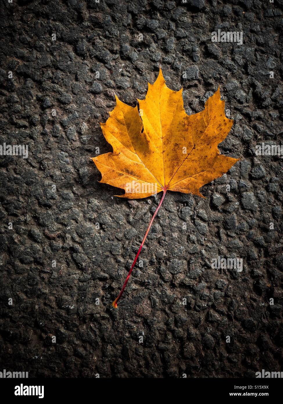 Herbstliche Blätter auf einer Straße Stockfoto