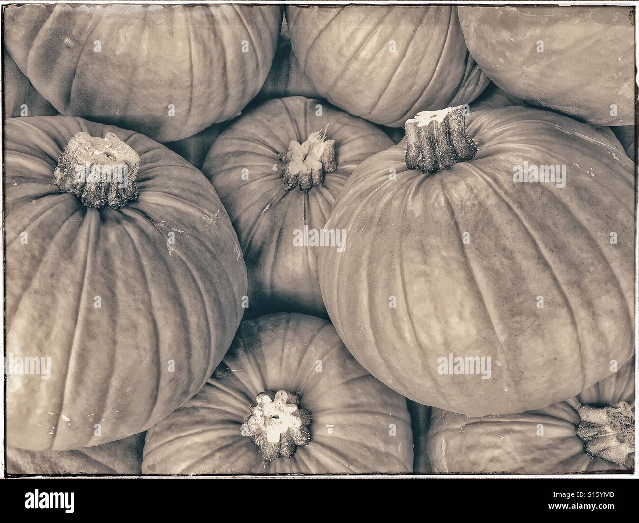 Ein straff monochromes Bild von einem Haufen von Kürbissen. Es ist fast Halloween! Geschnitzte Formen mit Licht im Inneren, Kürbissuppe oder Braten Kürbis Squash? Bildnachweis - © COLIN HOSKINS. - Smartphone-aufgenommenes Stockfoto