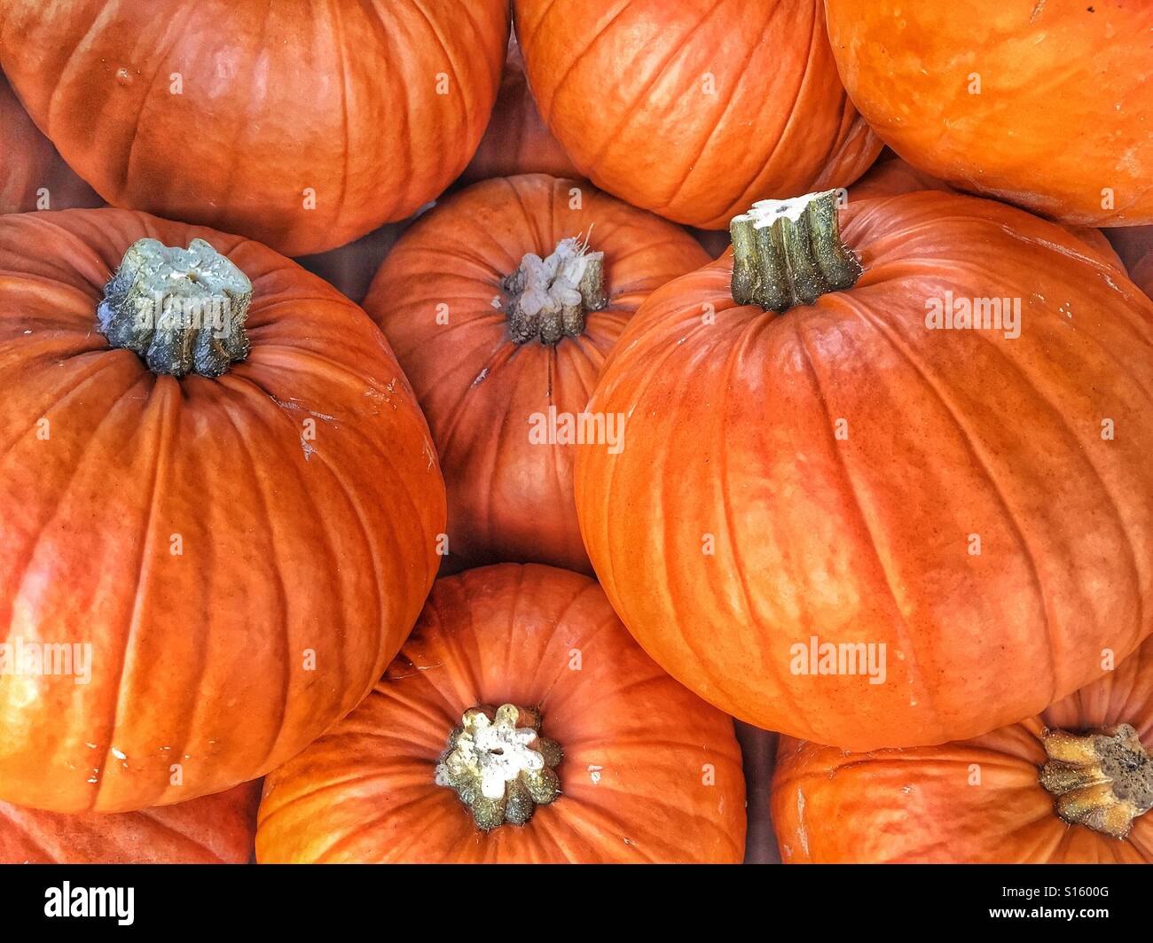 Eine Gruppe von Orange Kürbisse für Verkauf & bereit für Halloween geschnitzt werden. Halloween - ist es harmloser Spaß oder finstere & eine Verschwendung von Lebensmitteln? Bildnachweis - © COLIN HOSKINS. - Smartphone-aufgenommenes Stockfoto