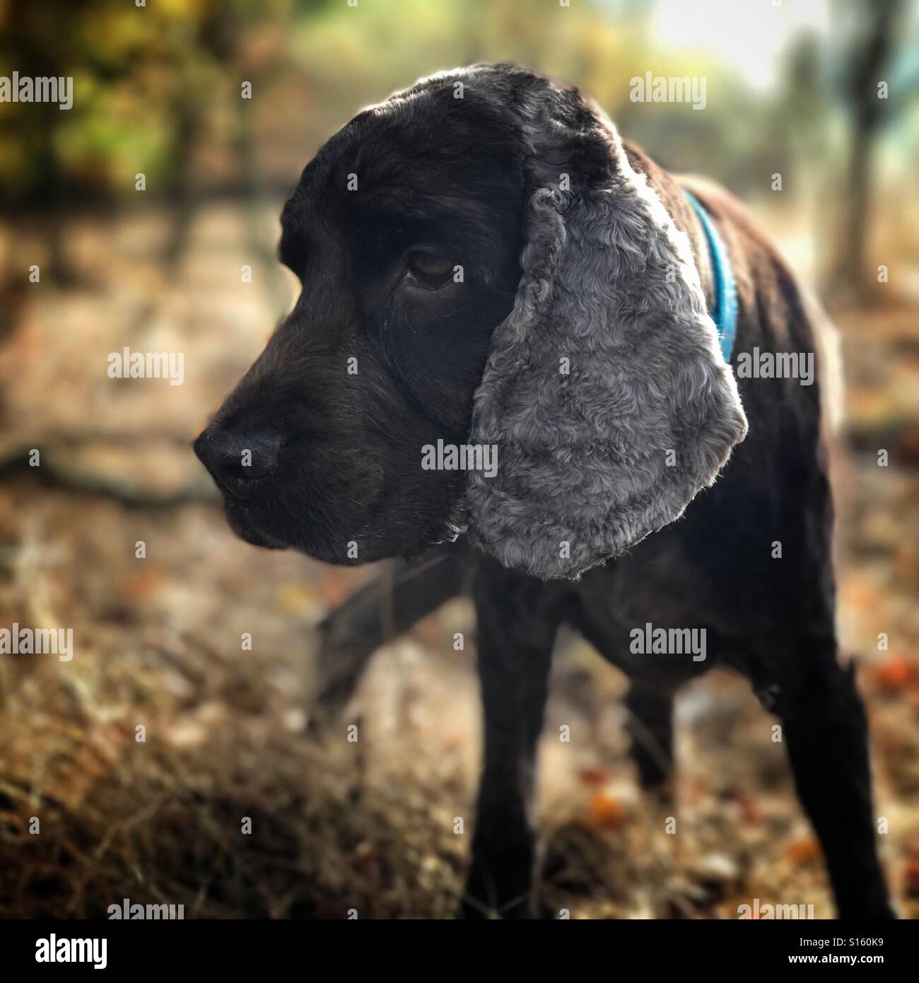 Cocker Spaniel nach links - Smartphone-aufgenommenes Stockfoto