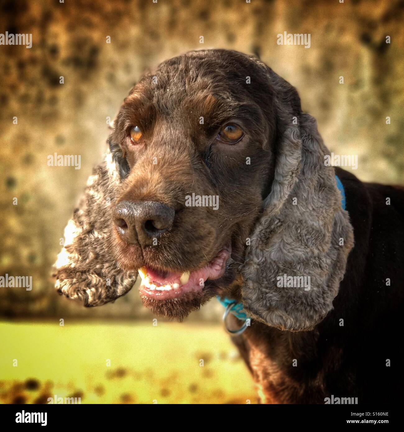 Cocker Spaniel am Strand - Smartphone-aufgenommenes Stockfoto