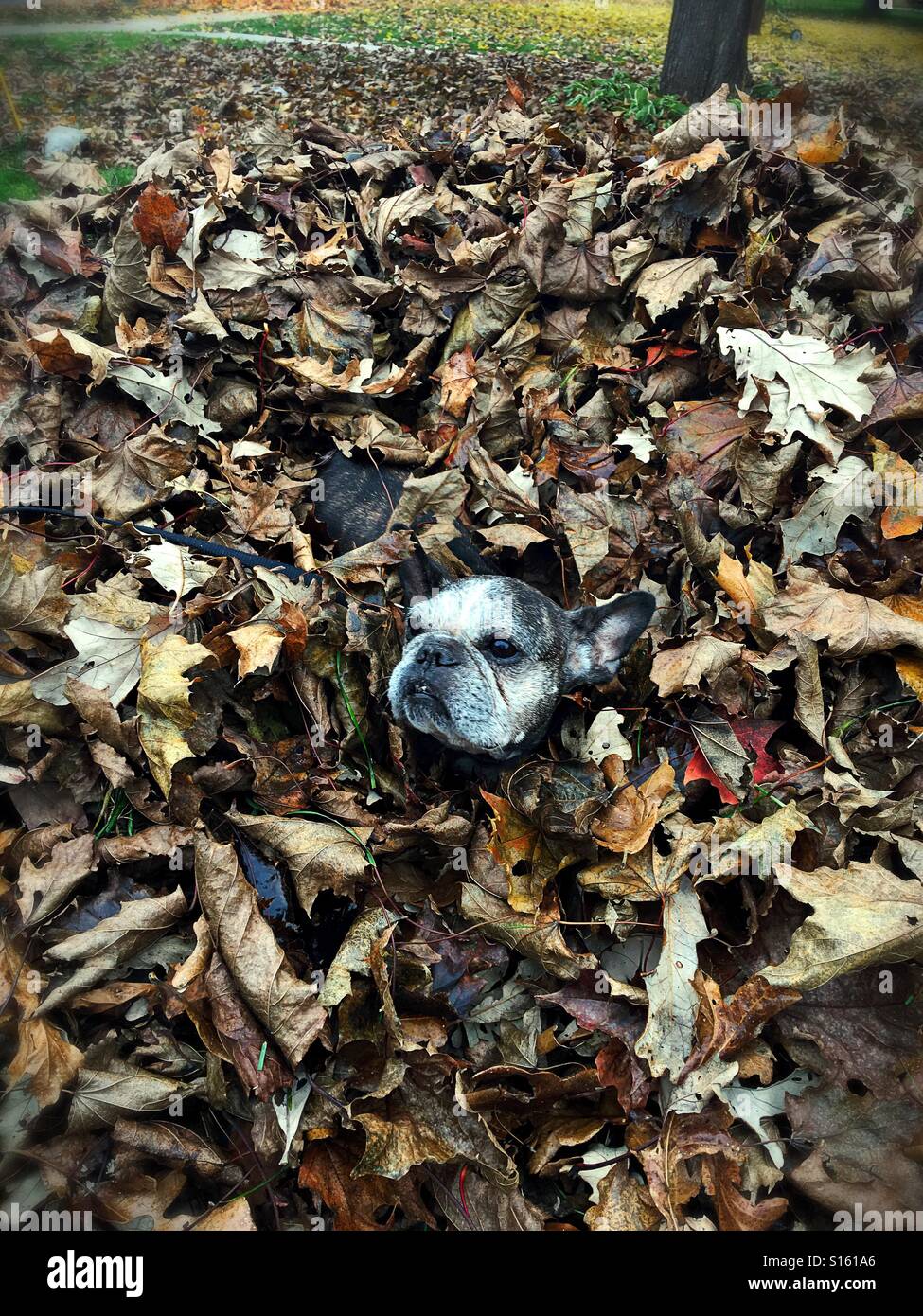 Eine nette alte französische Bulldogge in einem Haufen von Blättern. Stockfoto