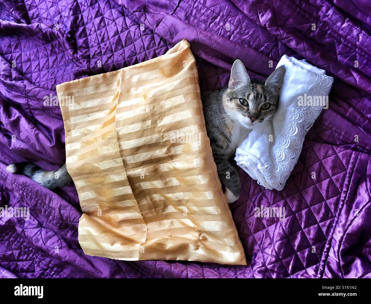 Katze im Bett. Stockfoto