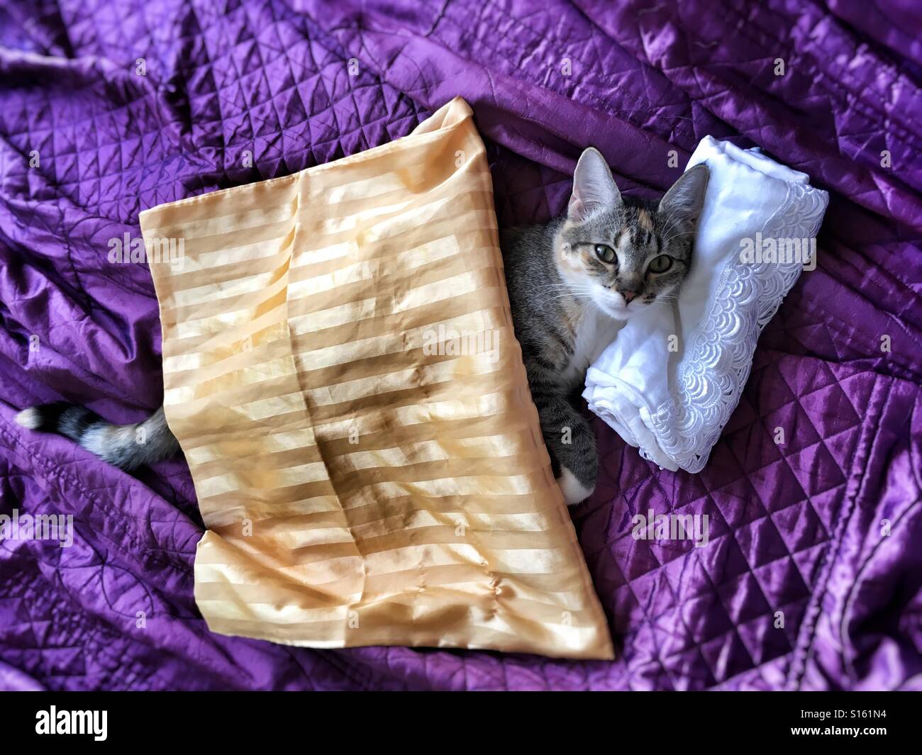 Katze in einem Bett. - Smartphone-aufgenommenes Stockfoto