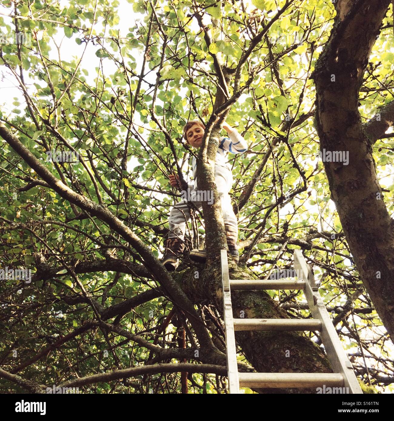 Sieben Jahre alter Junge Klettern ein Apfelbaum - Smartphone-aufgenommenes Stockfoto