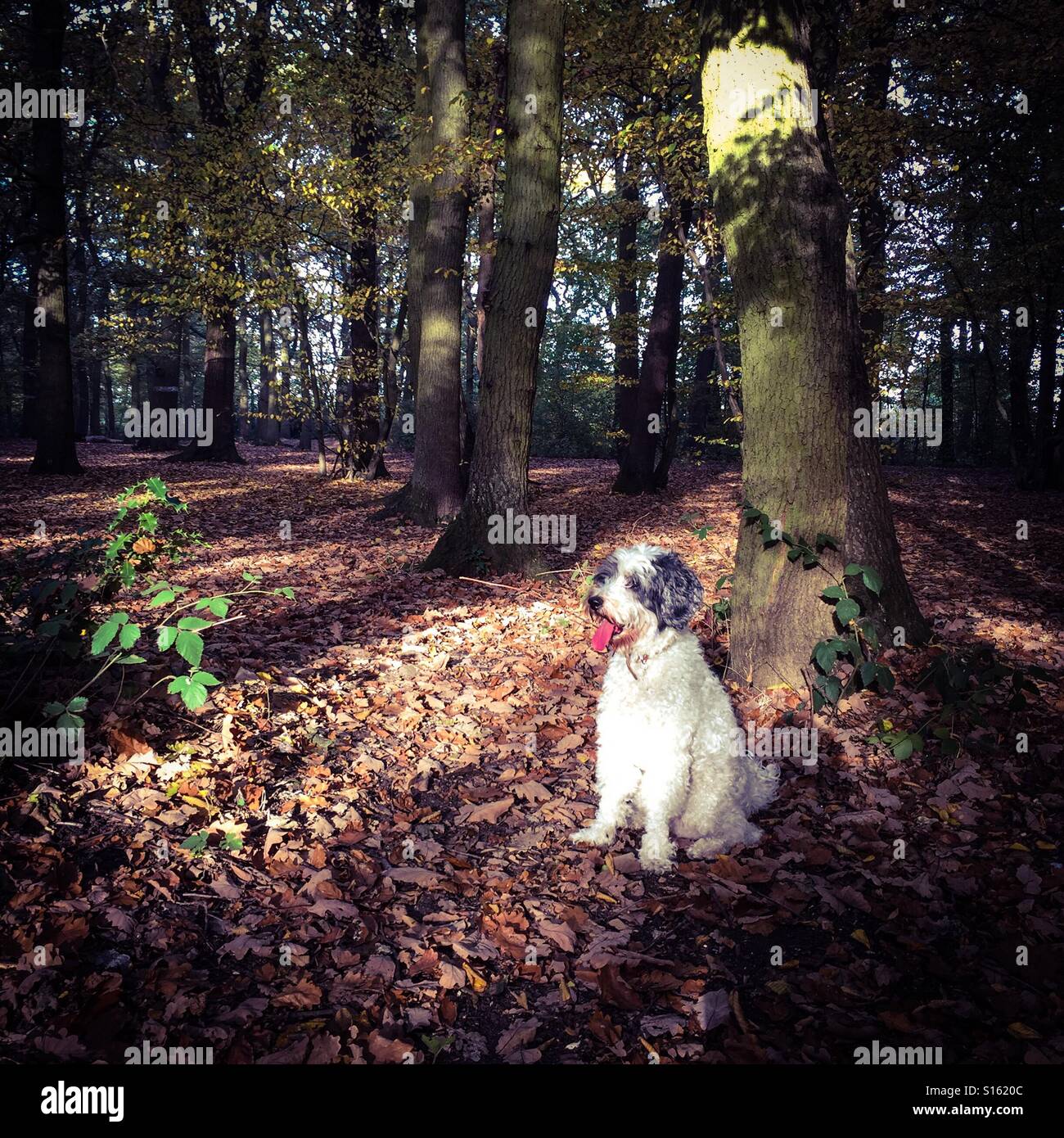 Hund im Herbst vor Ort Stockfoto