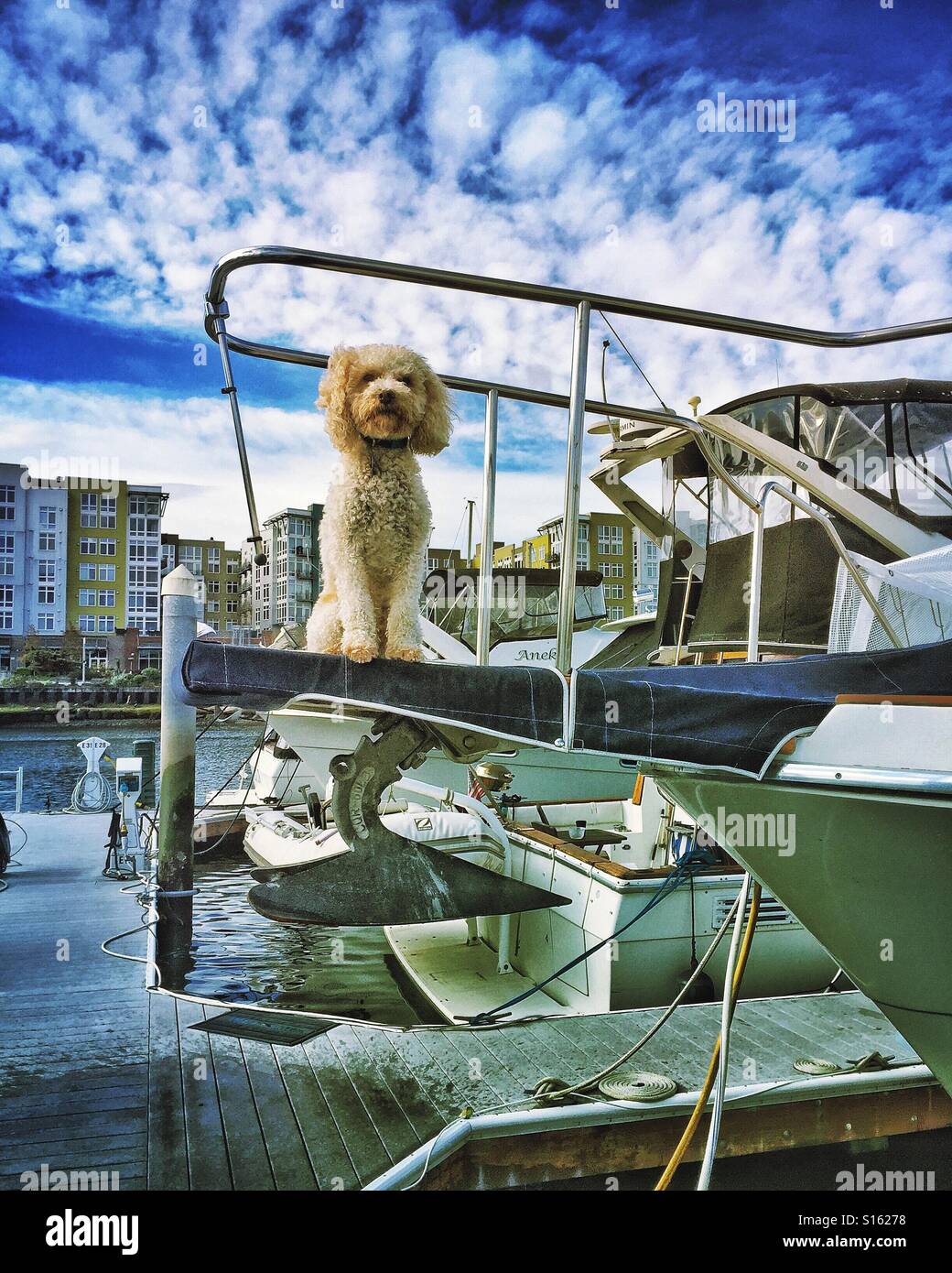 Ein Mini Labradoodle Hund sitzt auf dem Bug eines Bootes in einer Marina in städtischen Tacoma, Washington. Stockfoto