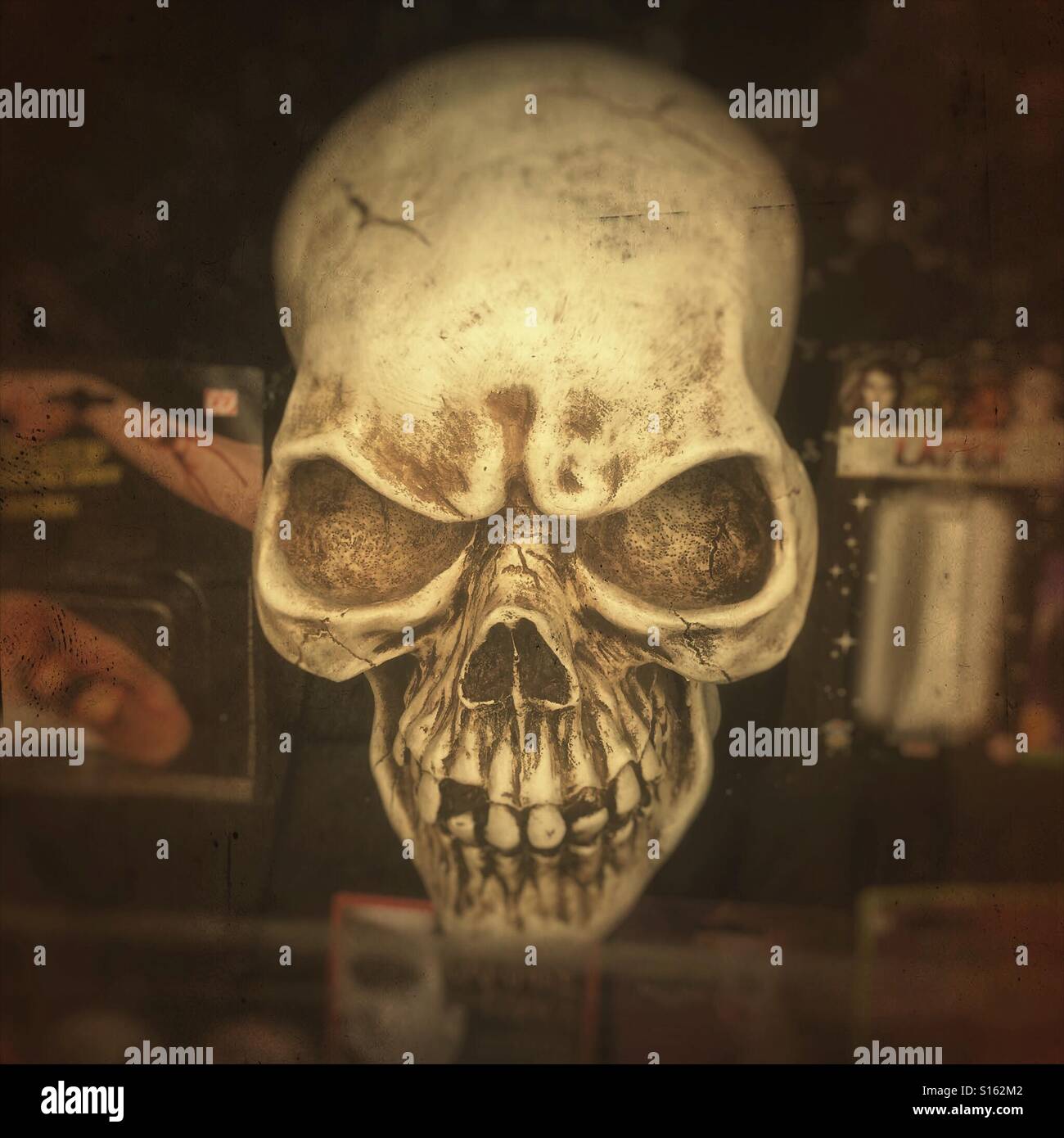 Schädel im Schaufenster England UK Stockfoto