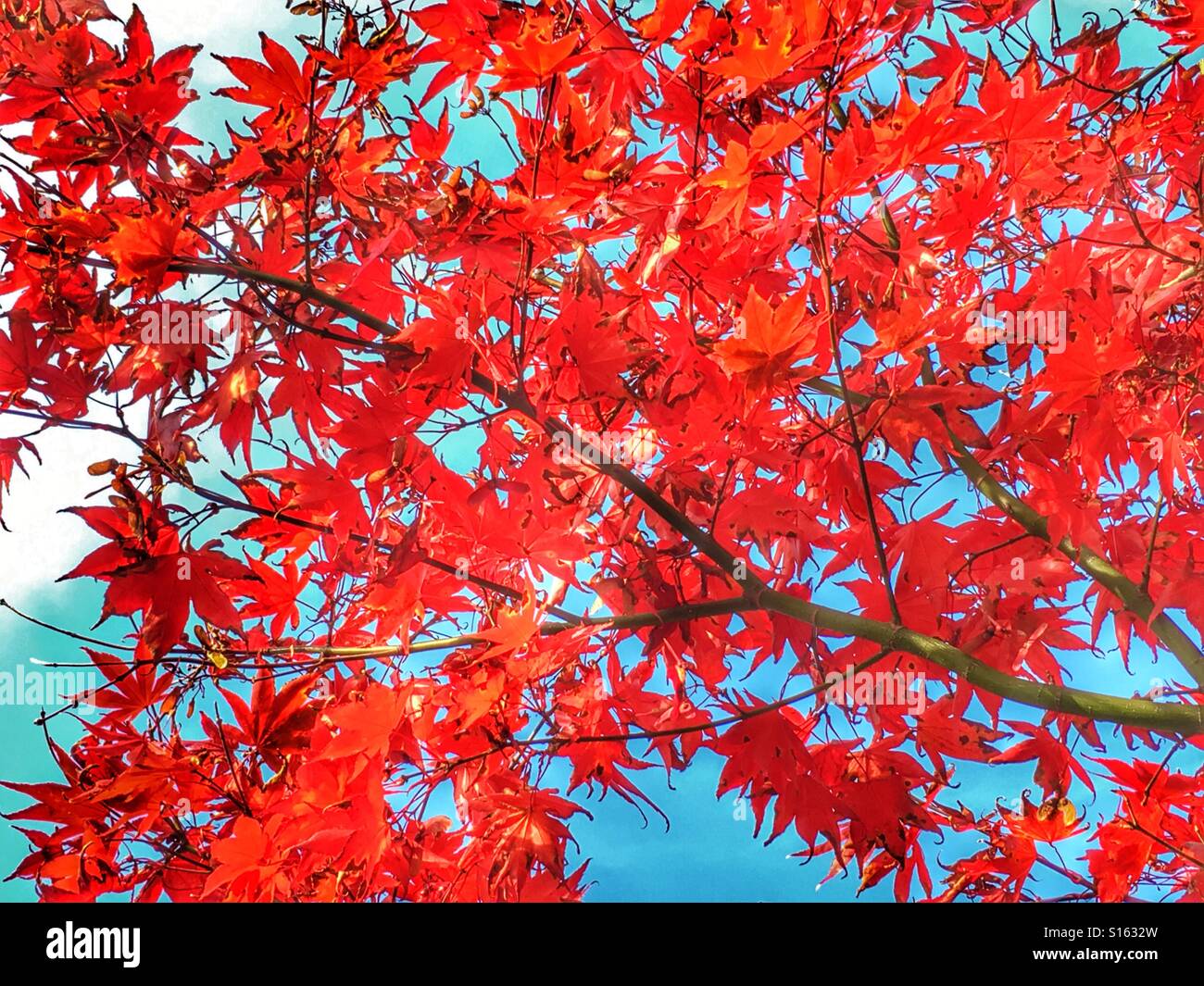 Rote Blätter im Herbst Stockfoto