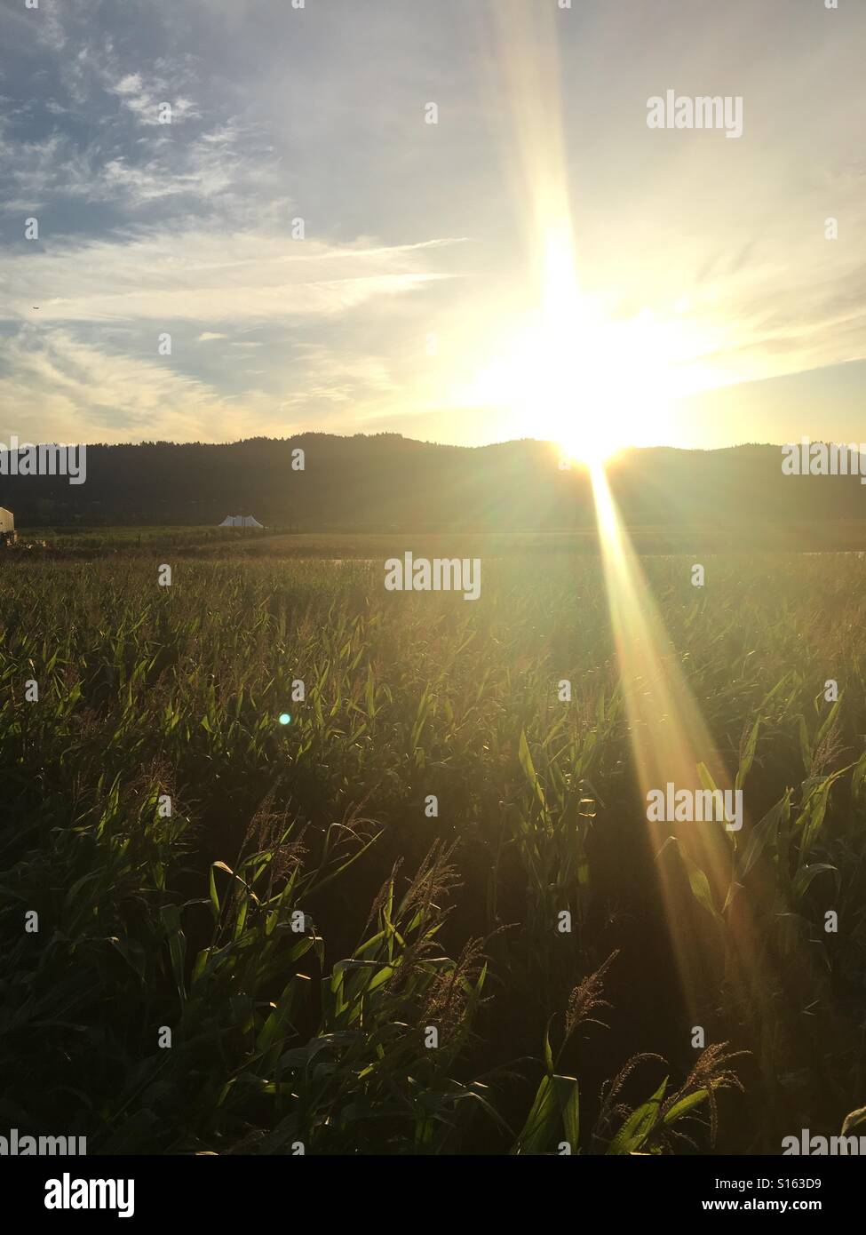 Maisstroh und Sonnenuntergänge Stockfoto