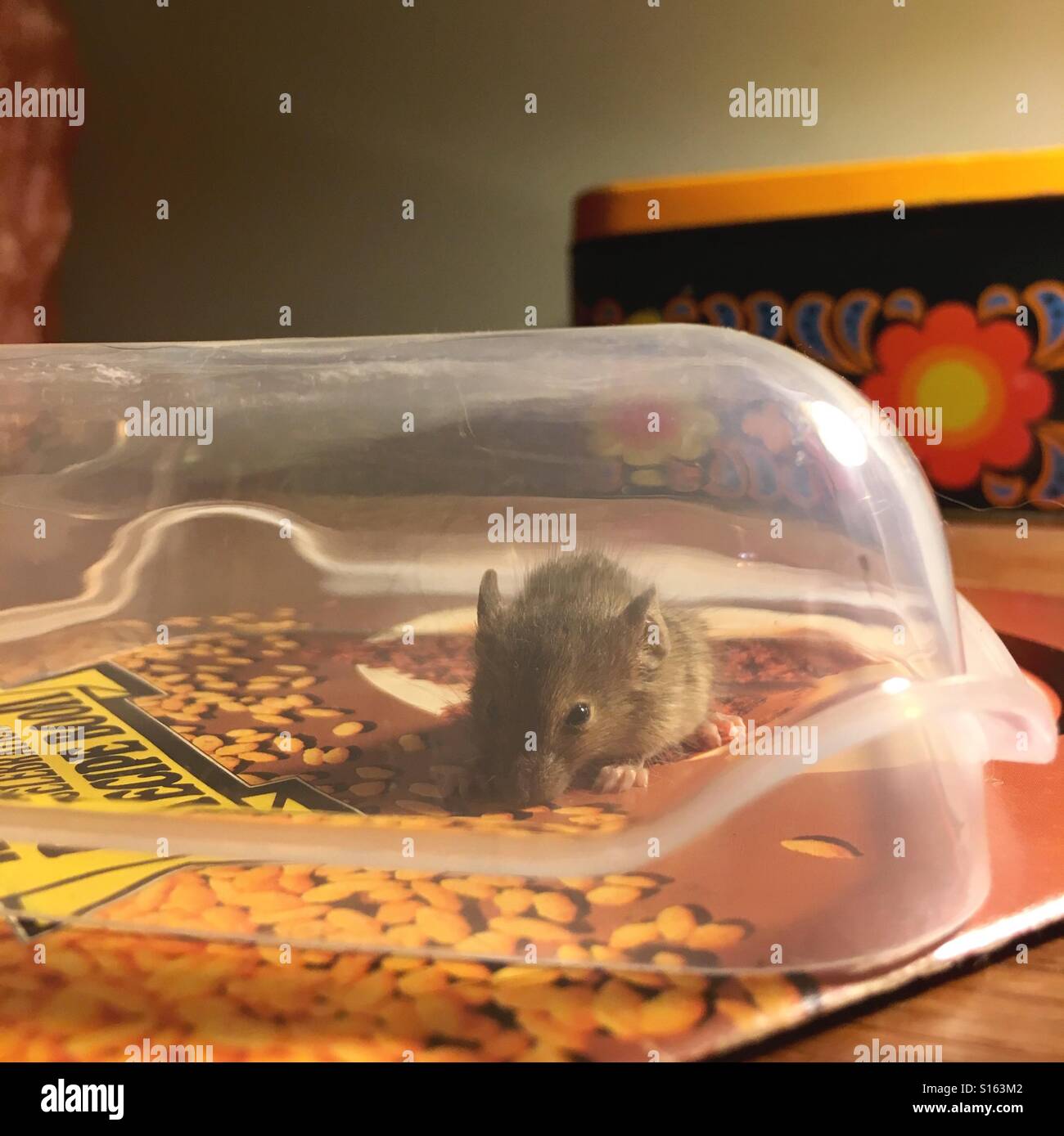 Haushalt Maus unter einem Container eingeschlossen Stockfoto
