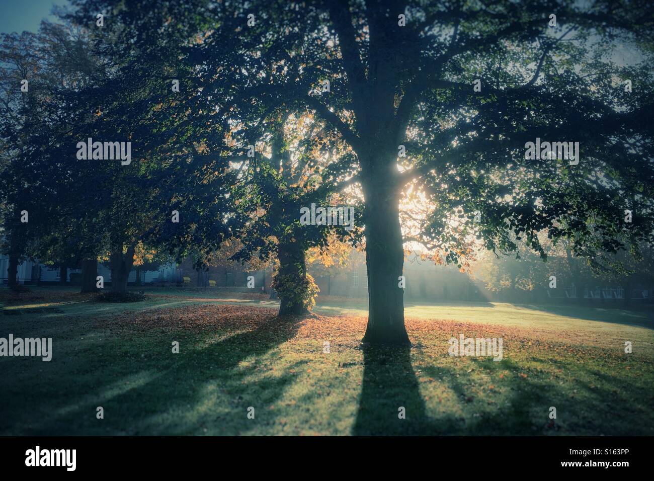 Am frühen Morgen Sonnenschein durch herbstliche Bäume Stockfoto