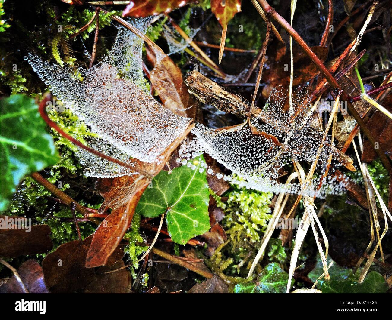 Wassertropfen auf Spinnennetz im Wald. Gurb, Spanien - Smartphone-aufgenommenes Stockfoto