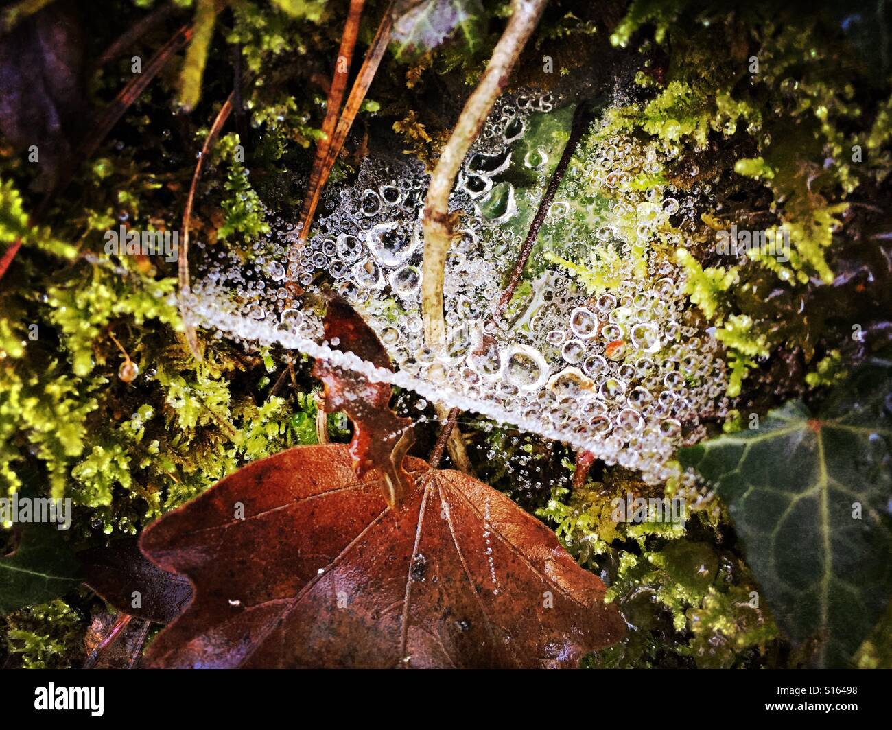 Wassertropfen auf Spinnennetz im Wald. Gurb, Spanien - Smartphone-aufgenommenes Stockfoto