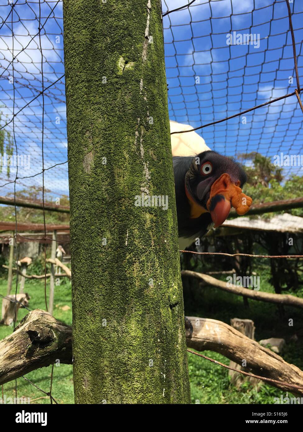 König, Geier peering Pool durch Zaun bei World of Birds in Hout Bay, Kapstadt, Südafrika Stockfoto