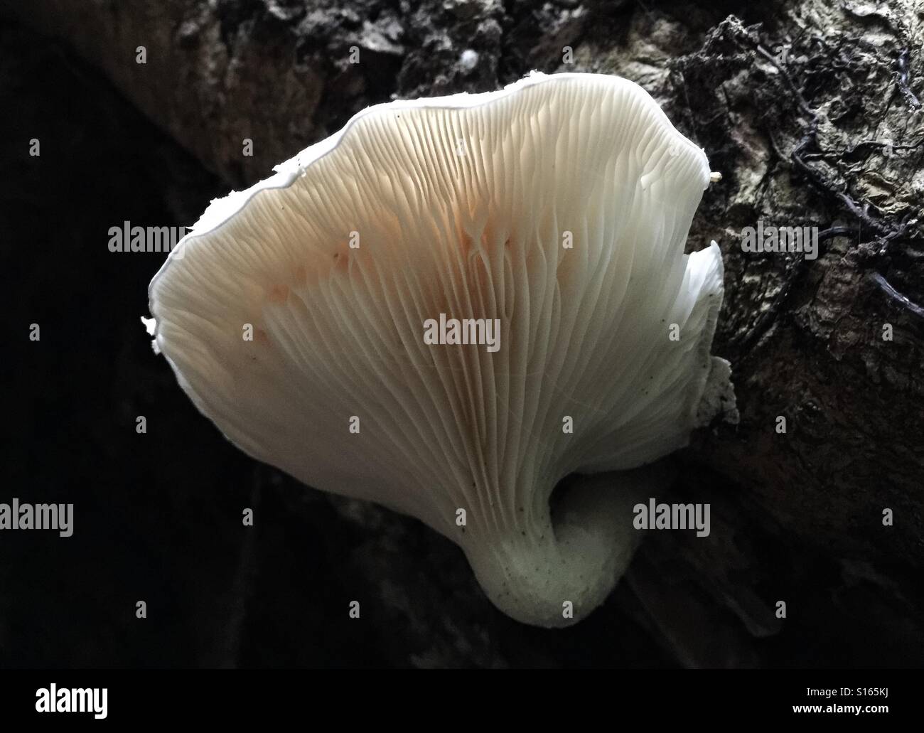 Eine große weiße Pilze wachsen auf einem Baumstamm im Wald Stockfoto