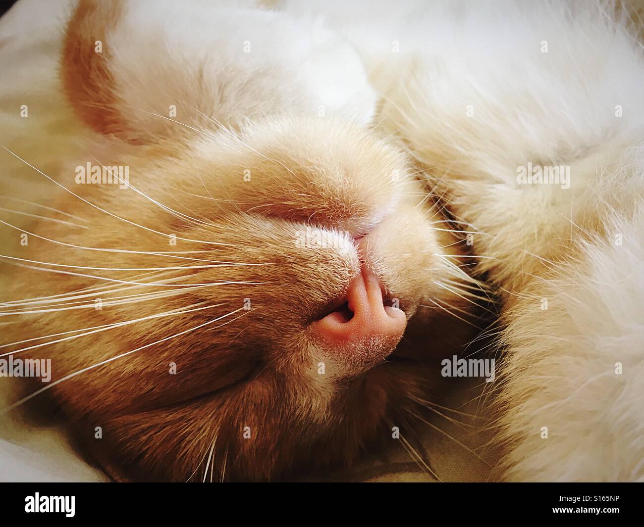 Vogelperspektive Ansicht schlafenden Katze Stockfoto