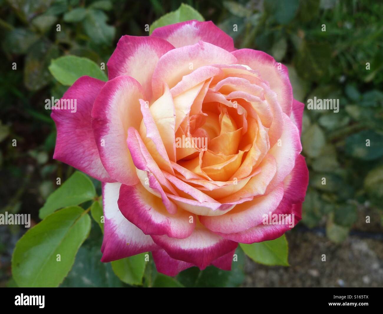 Rosa Rose Garten Stockfoto