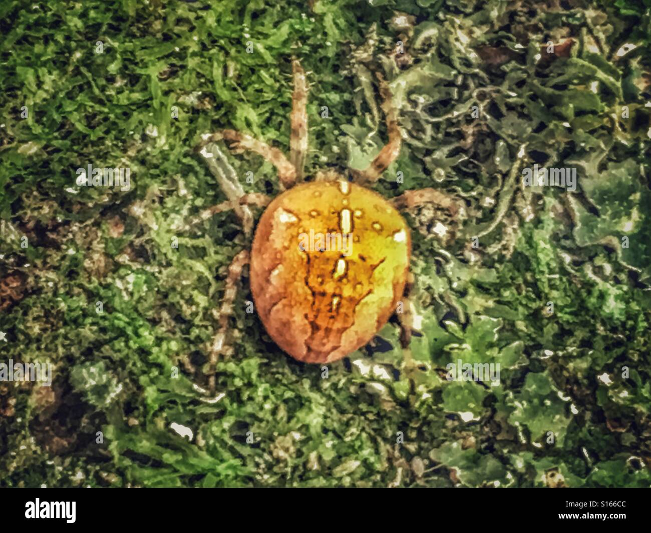 Bauchige, braune Kreuzspinne Flechten bedeckten Baumstamm Klettern - Smartphone-aufgenommenes Stockfoto