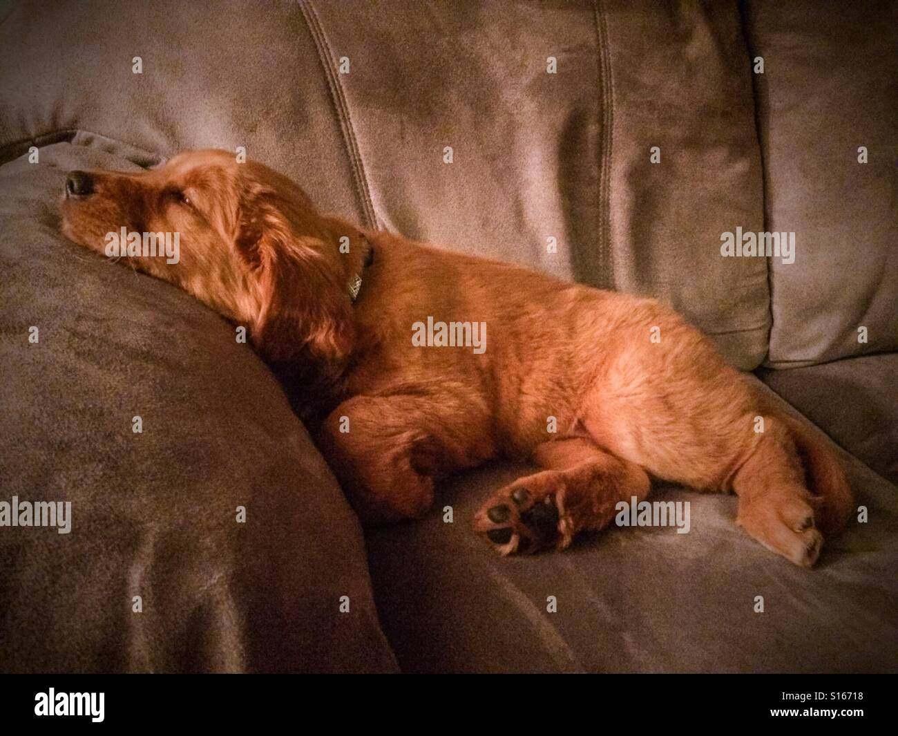 Ein einmonatiger goldener Retriever-Welpe mit rotem Fell macht ein Nickerchen auf der Couch, bevor er zum Spiel zurückkehrt. Das Foto ist vom ersten Tag des Welpen mit der Familie. - Smartphone-aufgenommenes Stockfoto