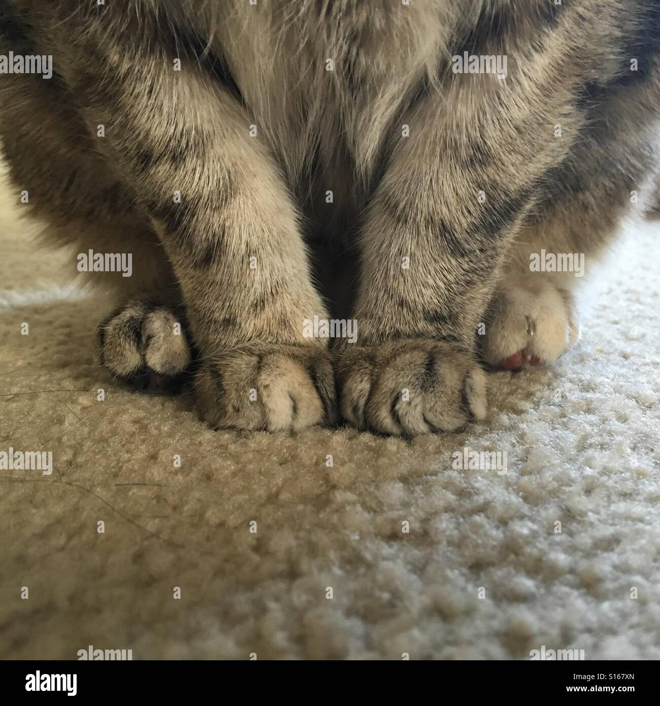 Katze Pfoten schließen sich auf Teppich Stockfoto