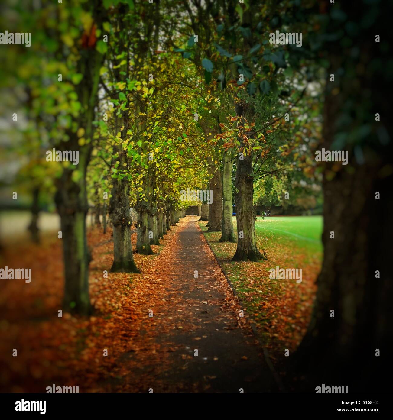 Von Bäumen gesäumten Allee im Alexandra Park, Epsom, Surrey, UK Stockfoto