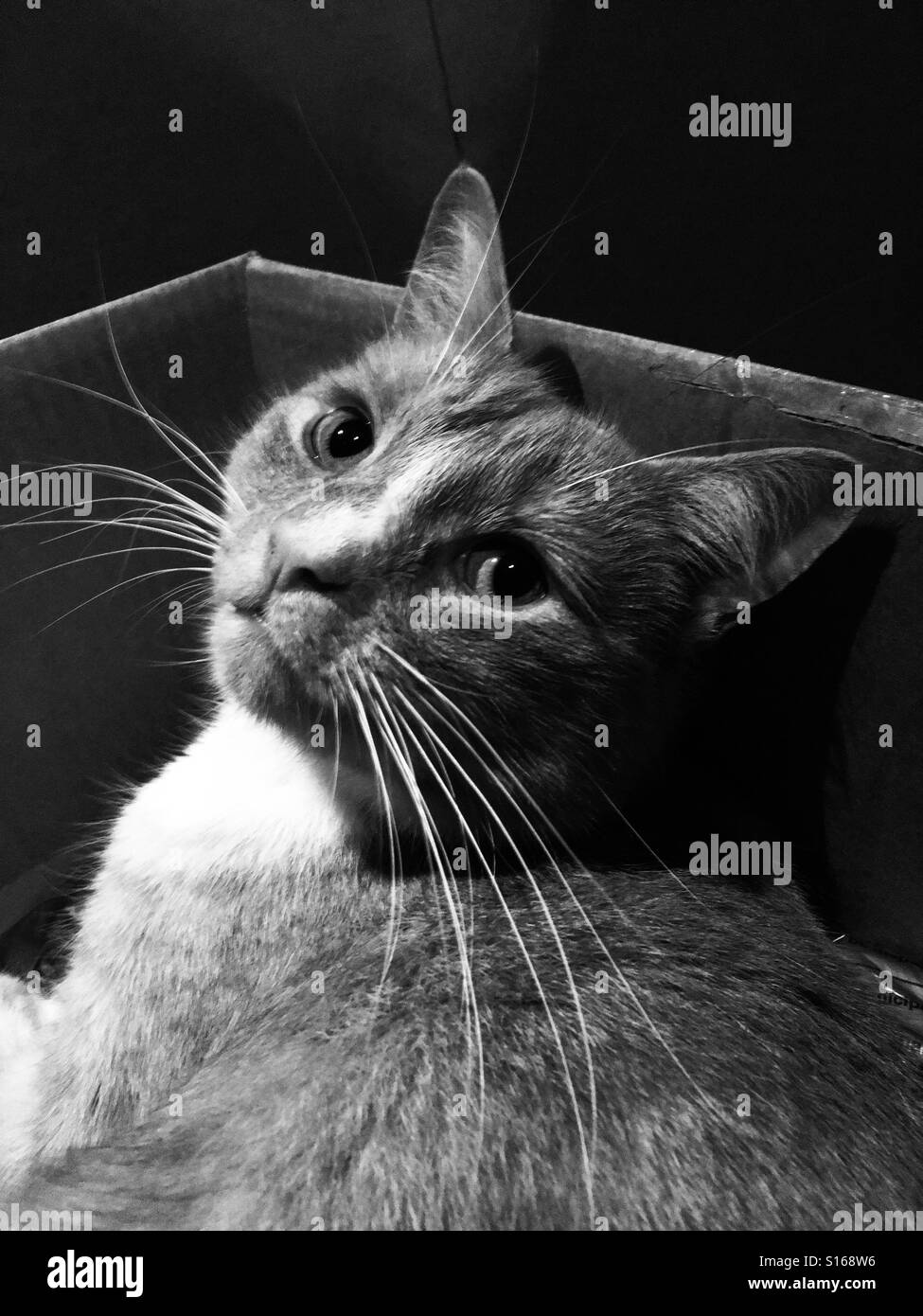 Katze in einem Karton - Smartphone-aufgenommenes Stockfoto