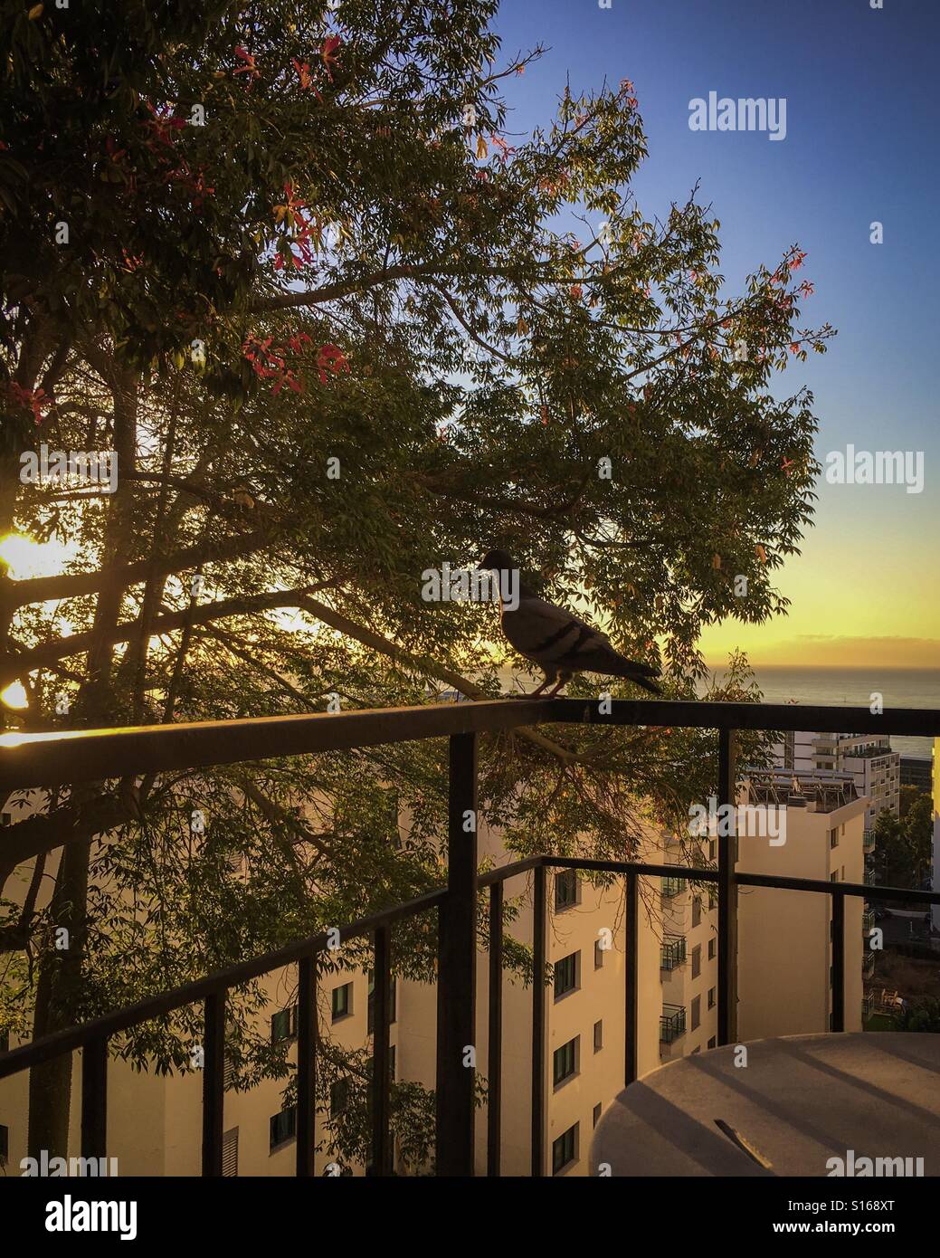 Am frühen Morgen Taube auf einem Balkon in Funchal, Madeira Stockfoto